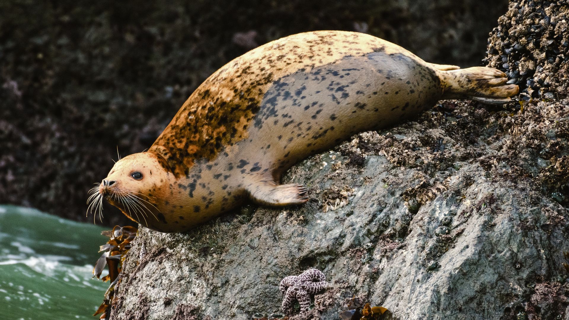 An der Oregon Coast gibt es immer wieder Seehunde zu beobachten.