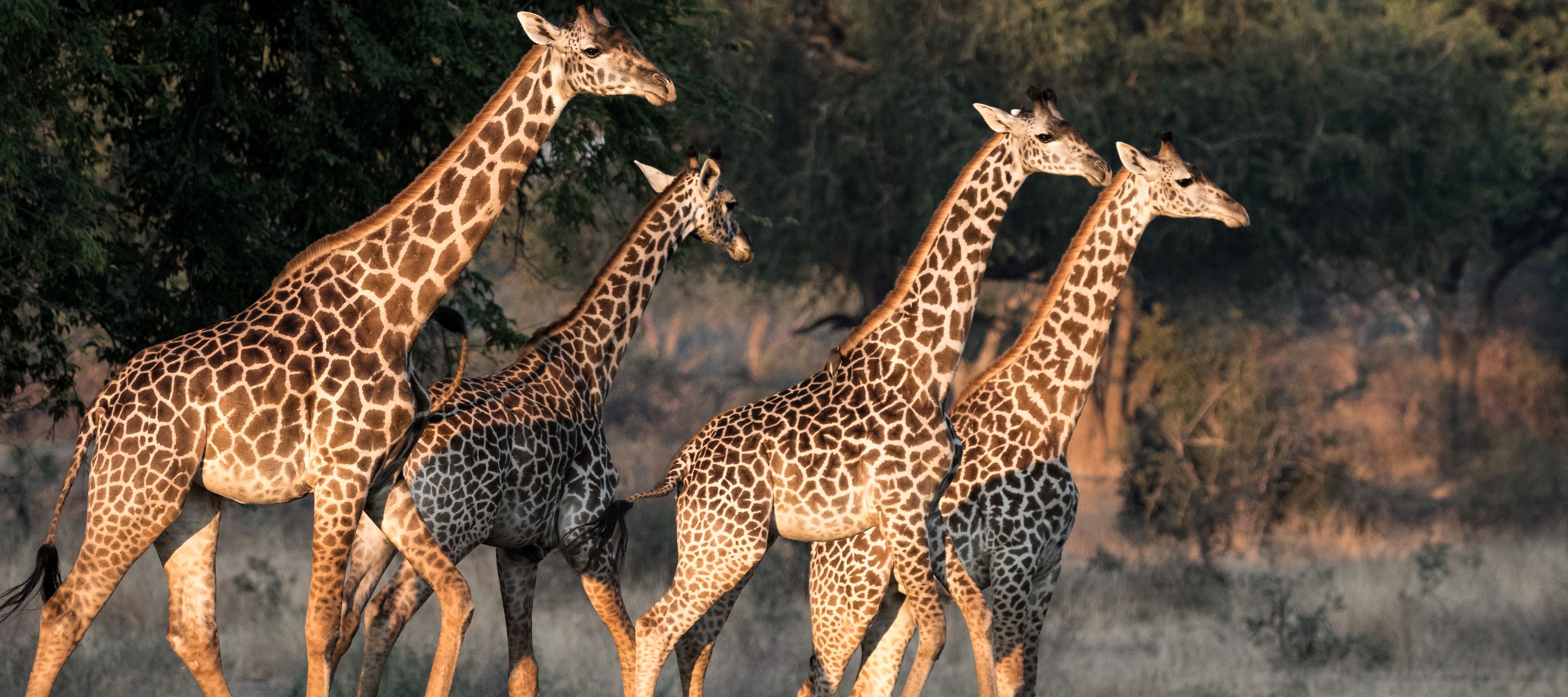 Eine Giraffen-Herde in einer offenen Savanne im South-Luangwa-Nationalpark