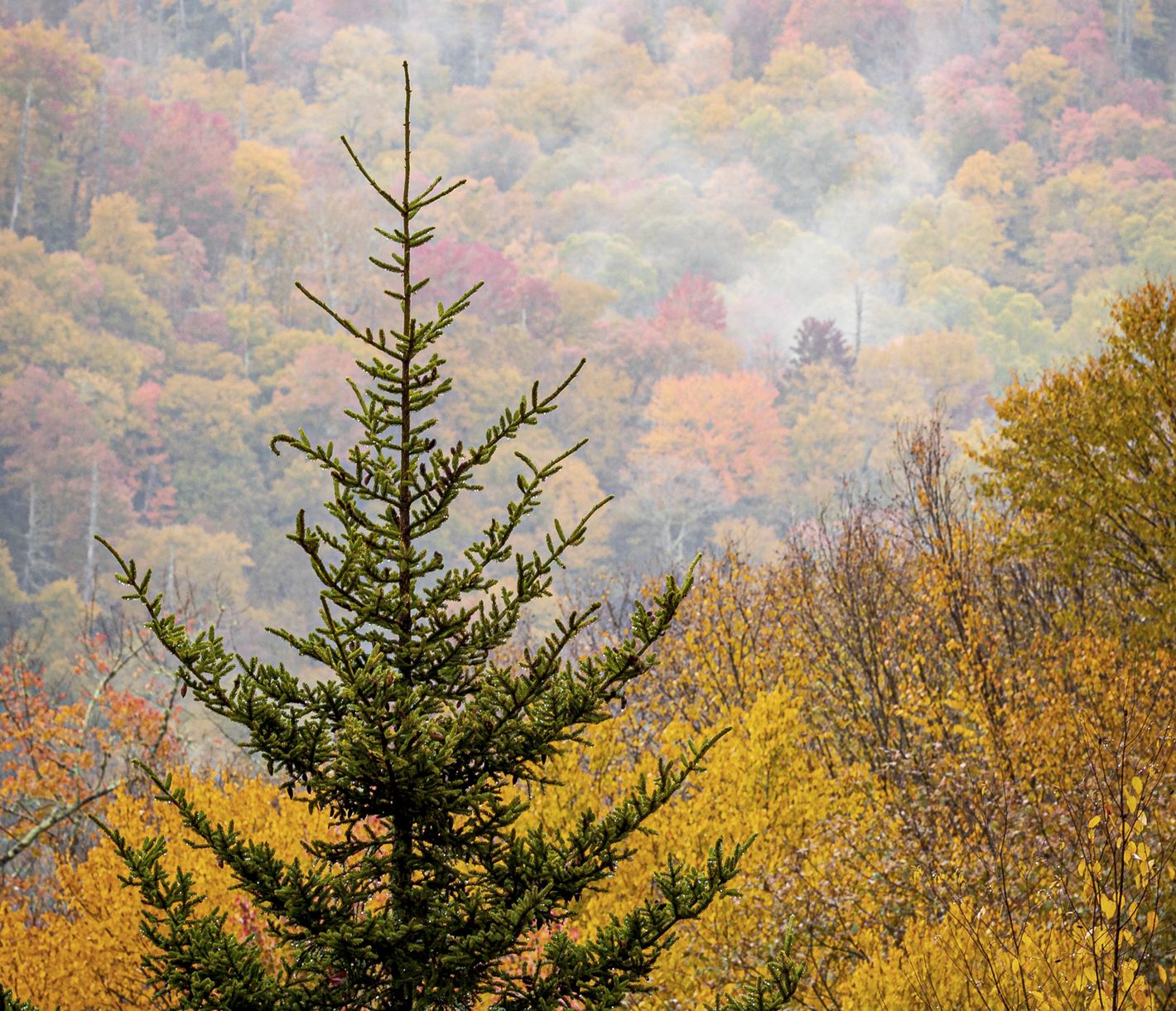 Gatlinburg ist das Tor zum Great Smoky Mountains National Park.