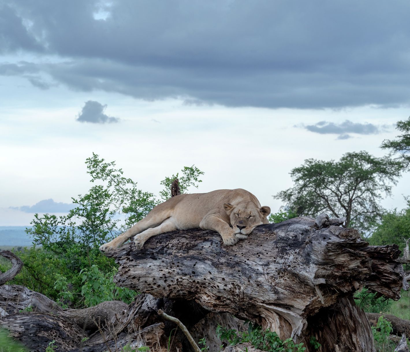 Schlafender Löwe im Akagera-Nationalpark, Ruanda