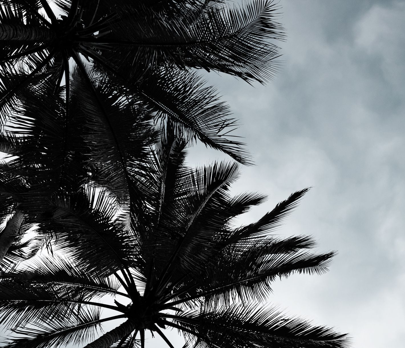 Dieser Blick in die Palmen – willkommen in der Karibik