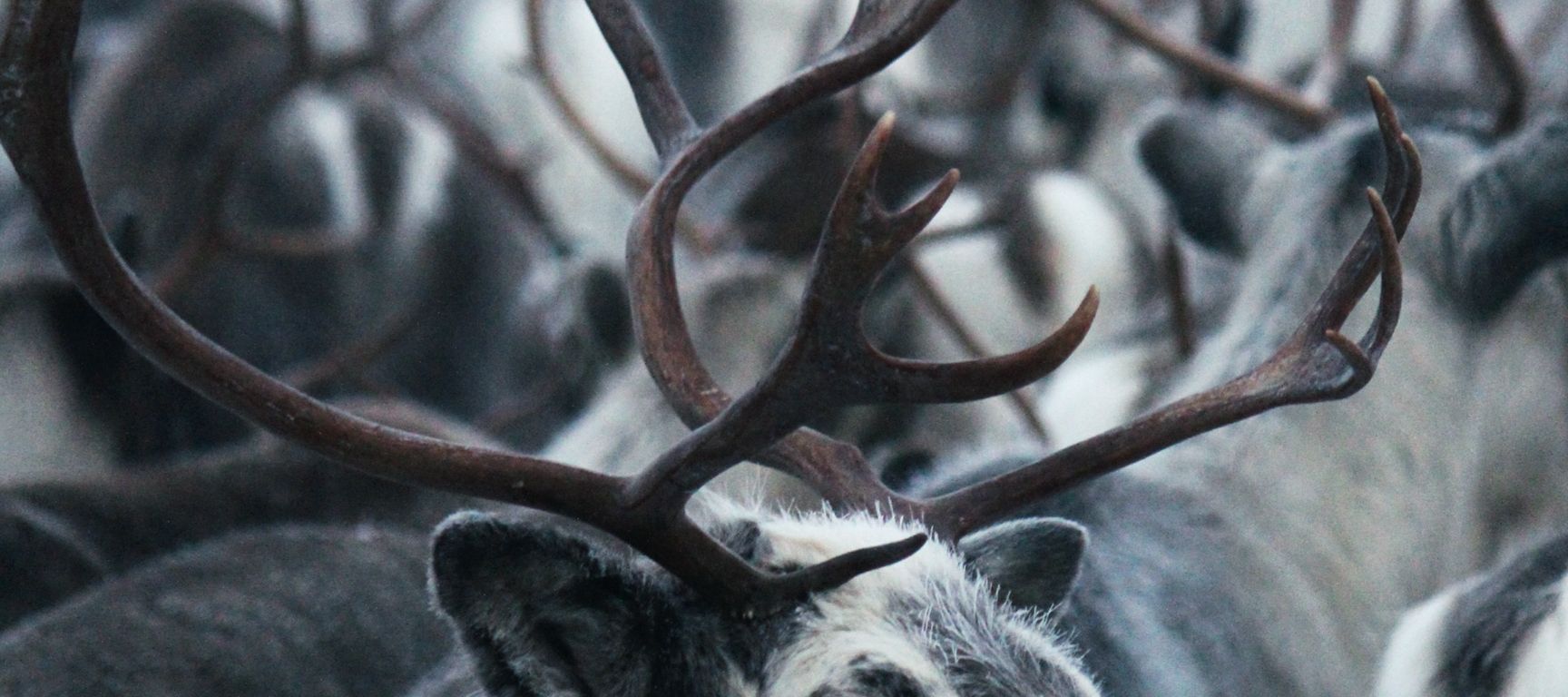 Rentierschlittenfahrten und Besuche auf Rentierfarmen