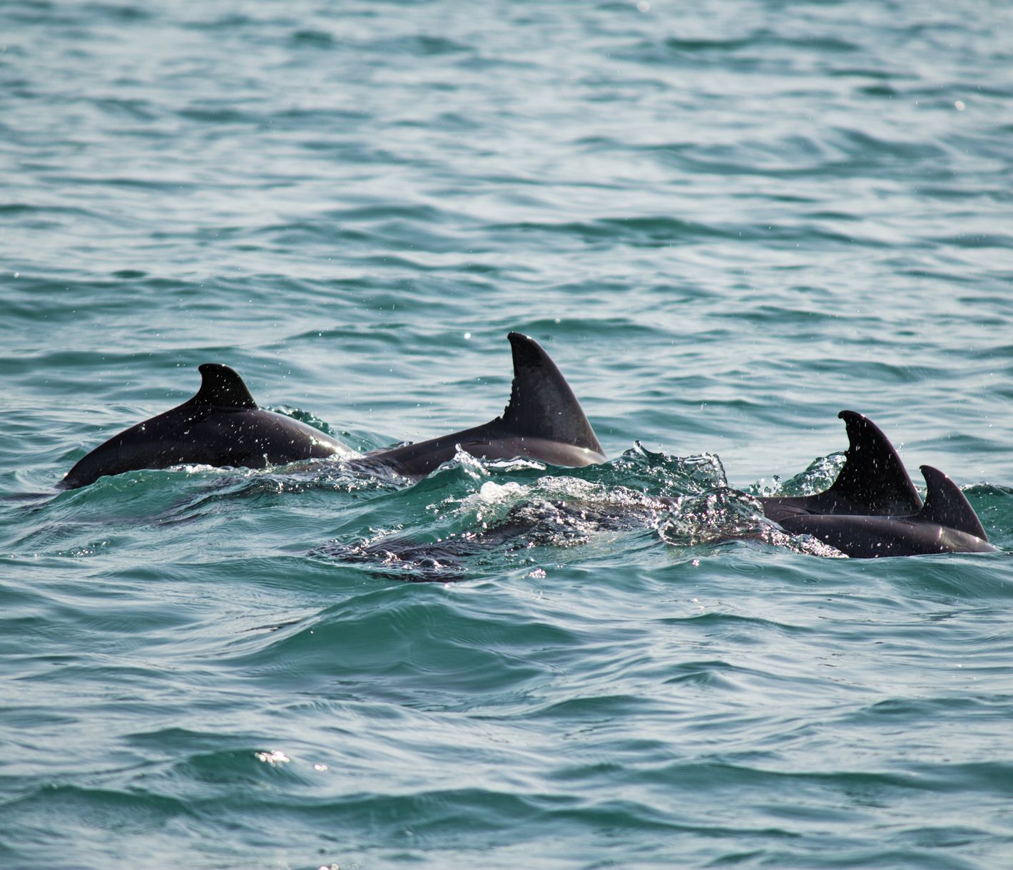 Atlantische Fleckendelfine sind im Atlantik vor den Azoren beheimatet.