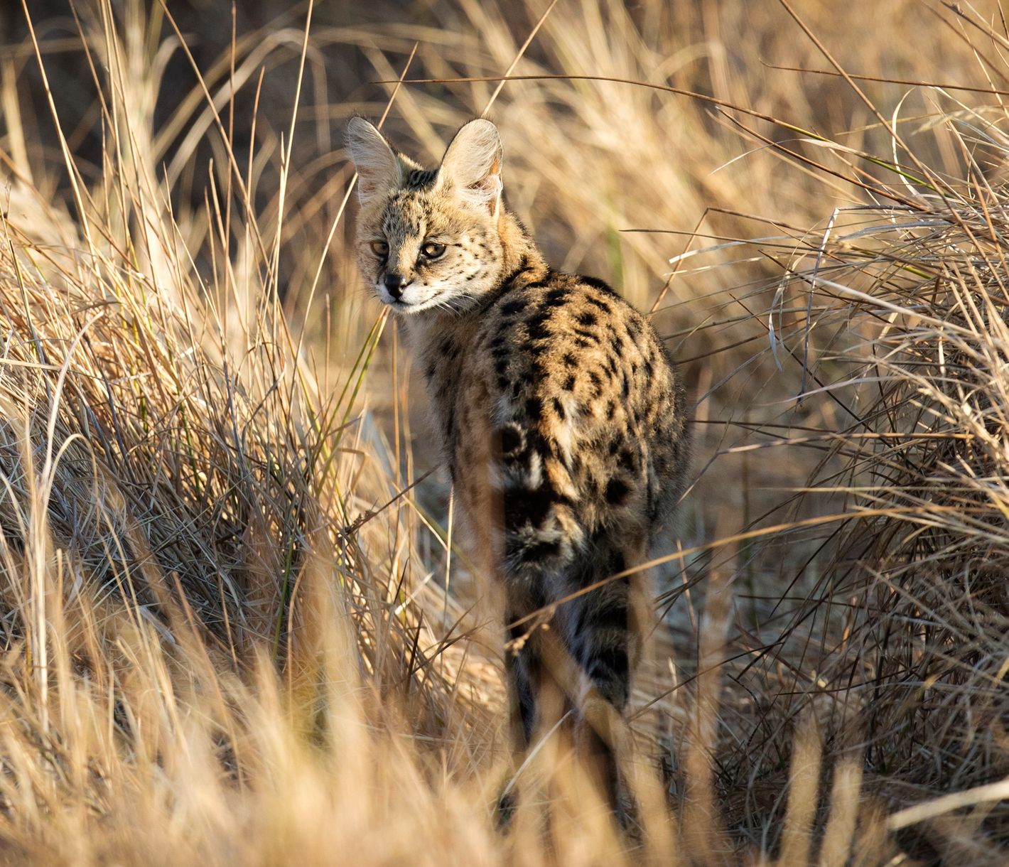 Die Serval-Katze, eine nachtaktive afrikanische Wildkatze