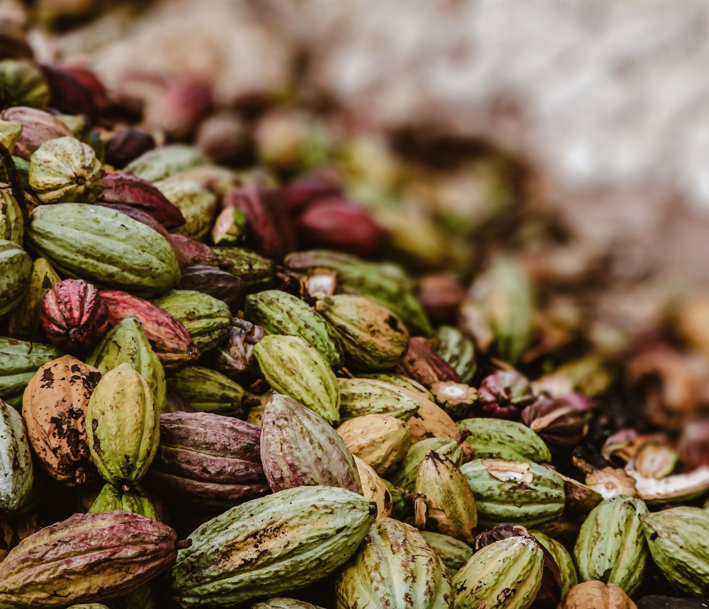 Kakao-Bohnen aus der Region von Ambanja