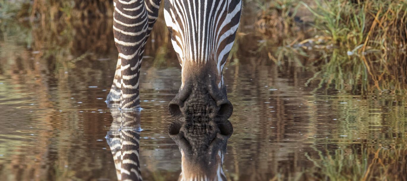 Wasser trinkendes Zebra mit Spiegelung im Wasser