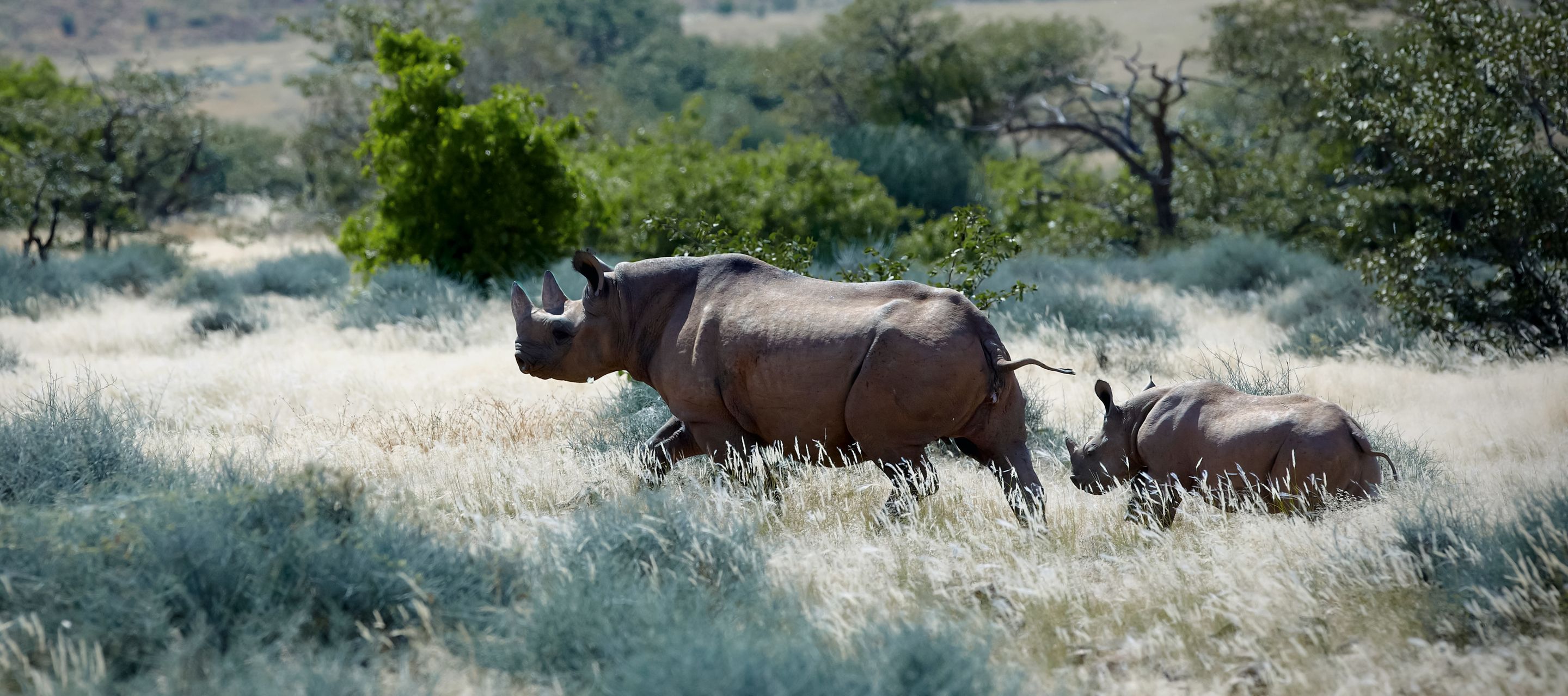 Ein Spitzmaulnashorn durchstreift mit dem Nachwuchs das Damaraland.