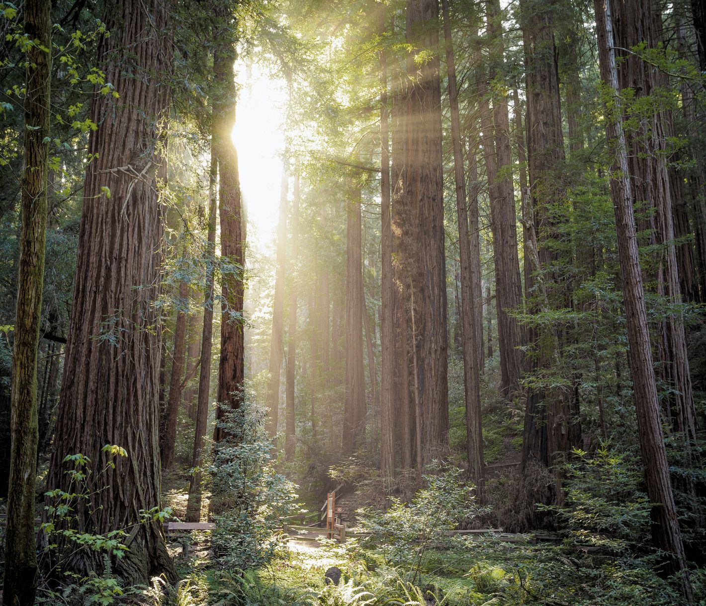 Die gigantischen Mammutbäume des Muir Woods National Monument sind nur wenige Meilen nördlich von San Francisco zu finden.