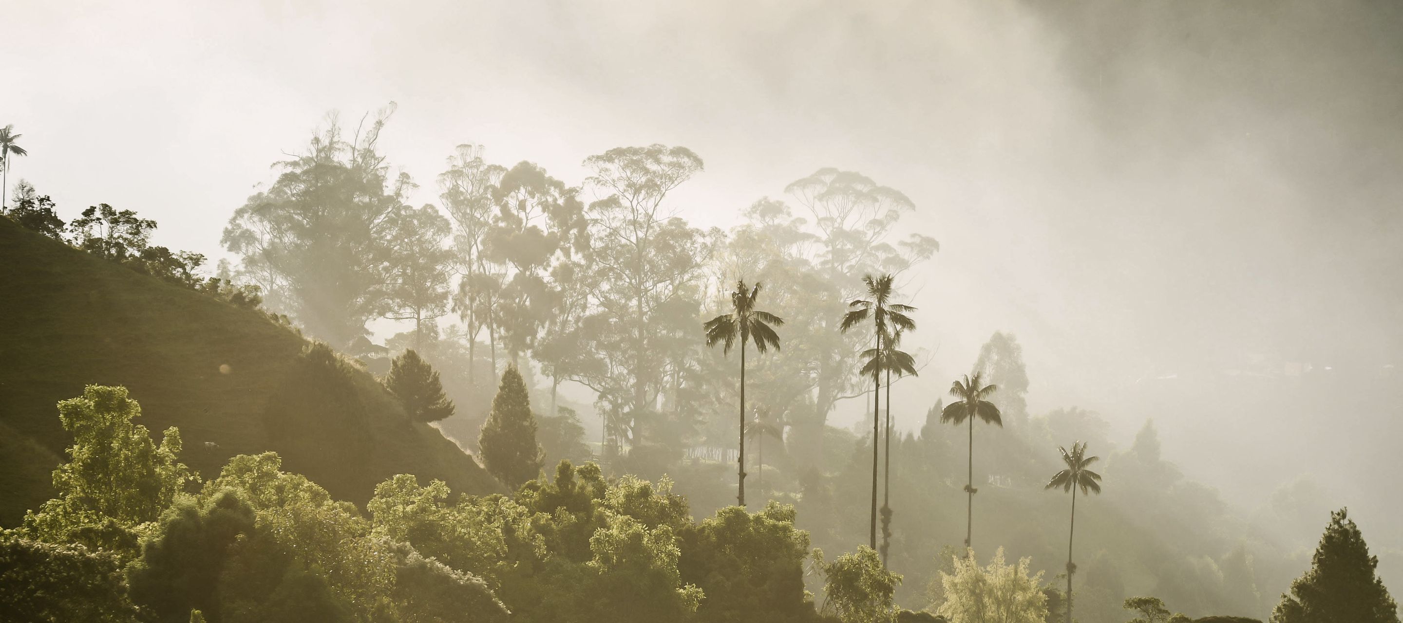Le palmier le plus haut du monde pousse dans la vallée de Cocora.