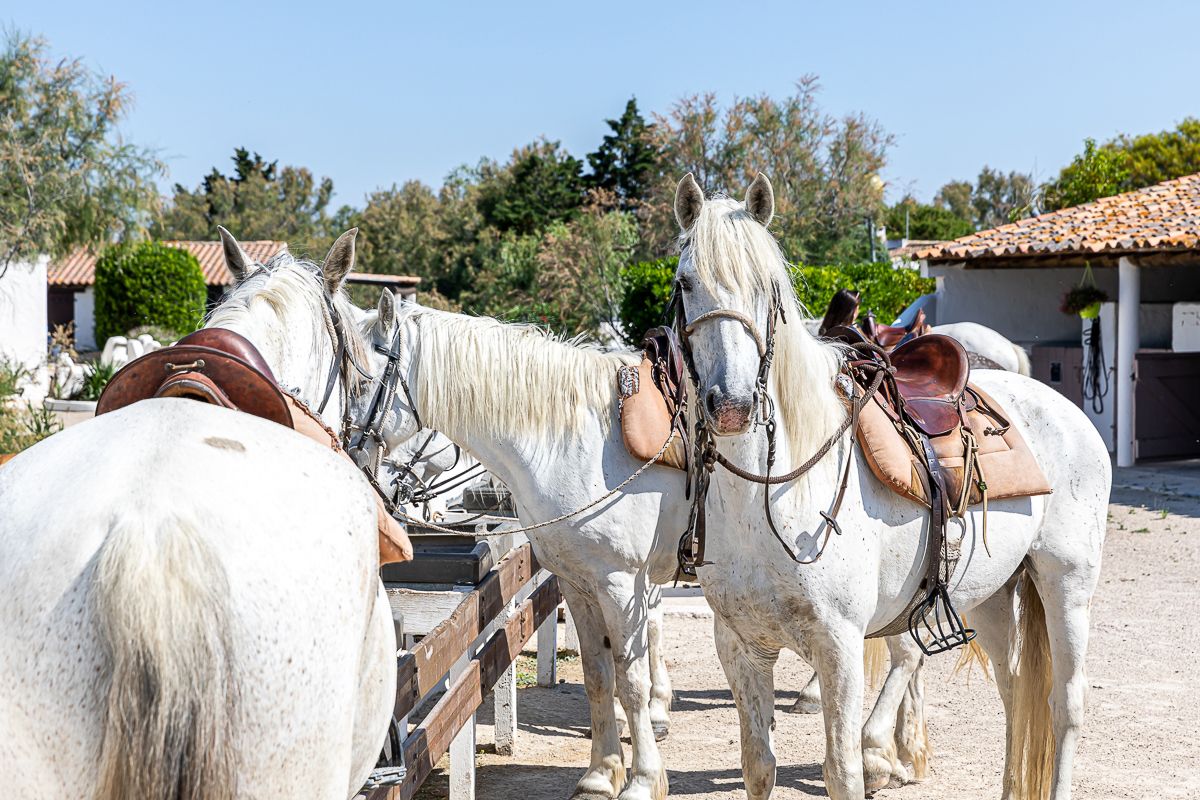 Chevaux