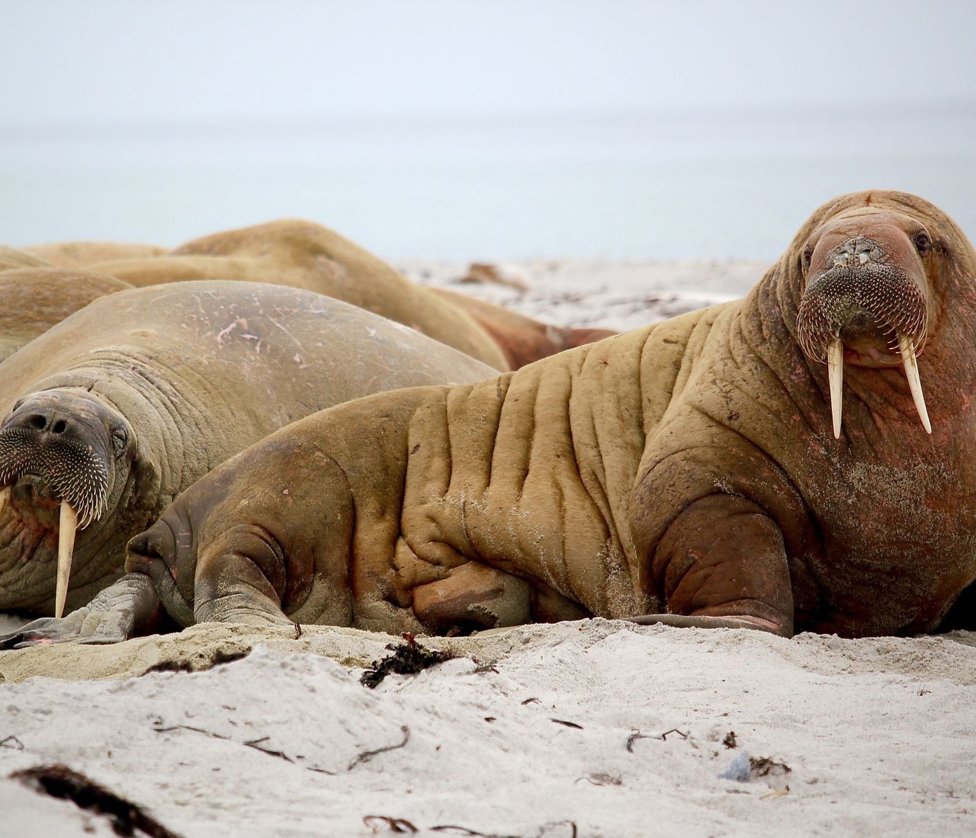 Walrosse können auf Spitzbergen am besten während der Sommermonate gesichtet werden.