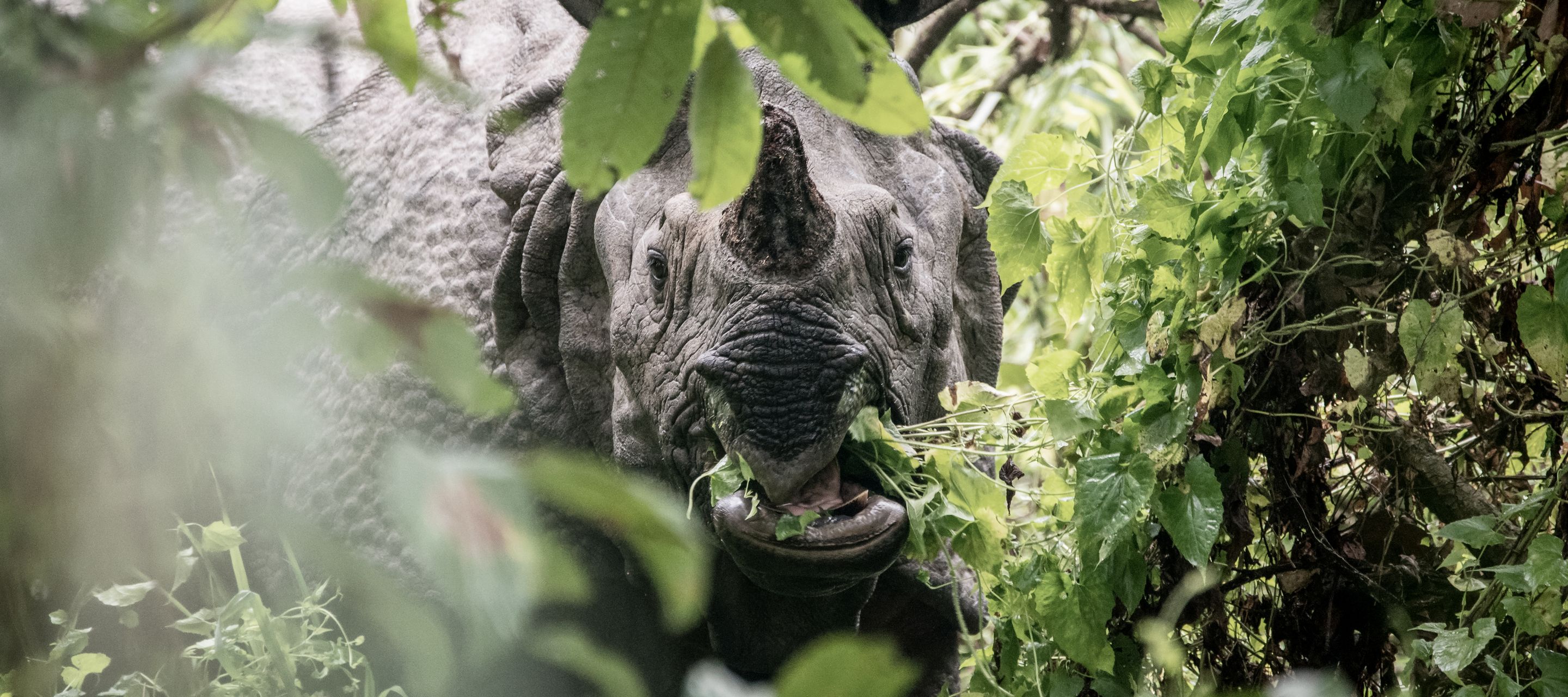Nashorn im Chitwan-Nationalpark