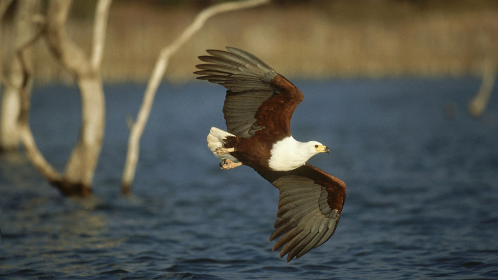 Der Schreiseeadler überfliegt auf Beutesuche den Lake Kariba im Tiefflug