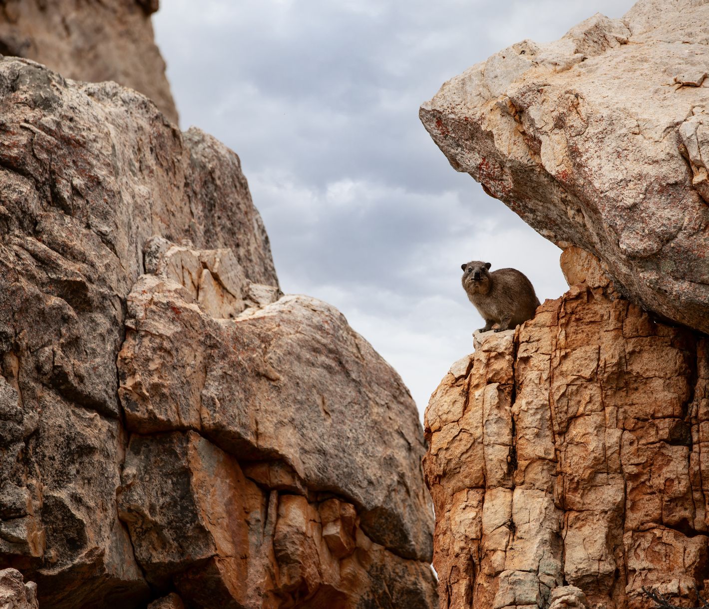 Un Daman du Cap dans le Cederberg, Afrique du Sud