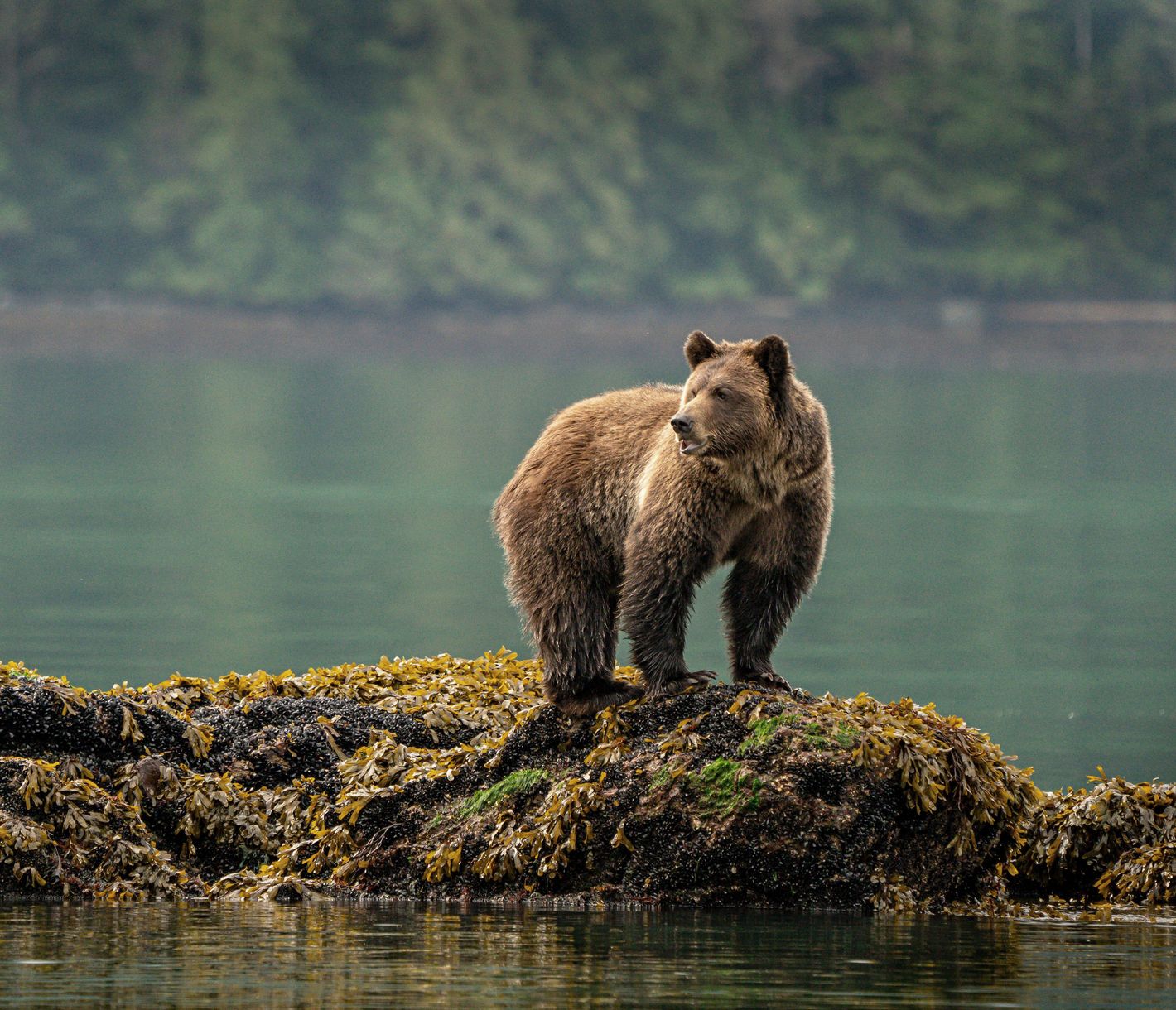 Auge in Auge mit den Bären