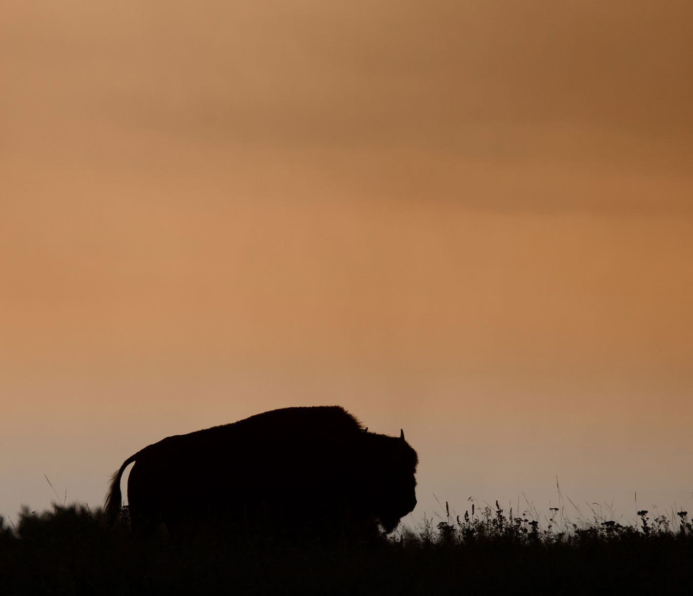 Bison in der Dämmerung