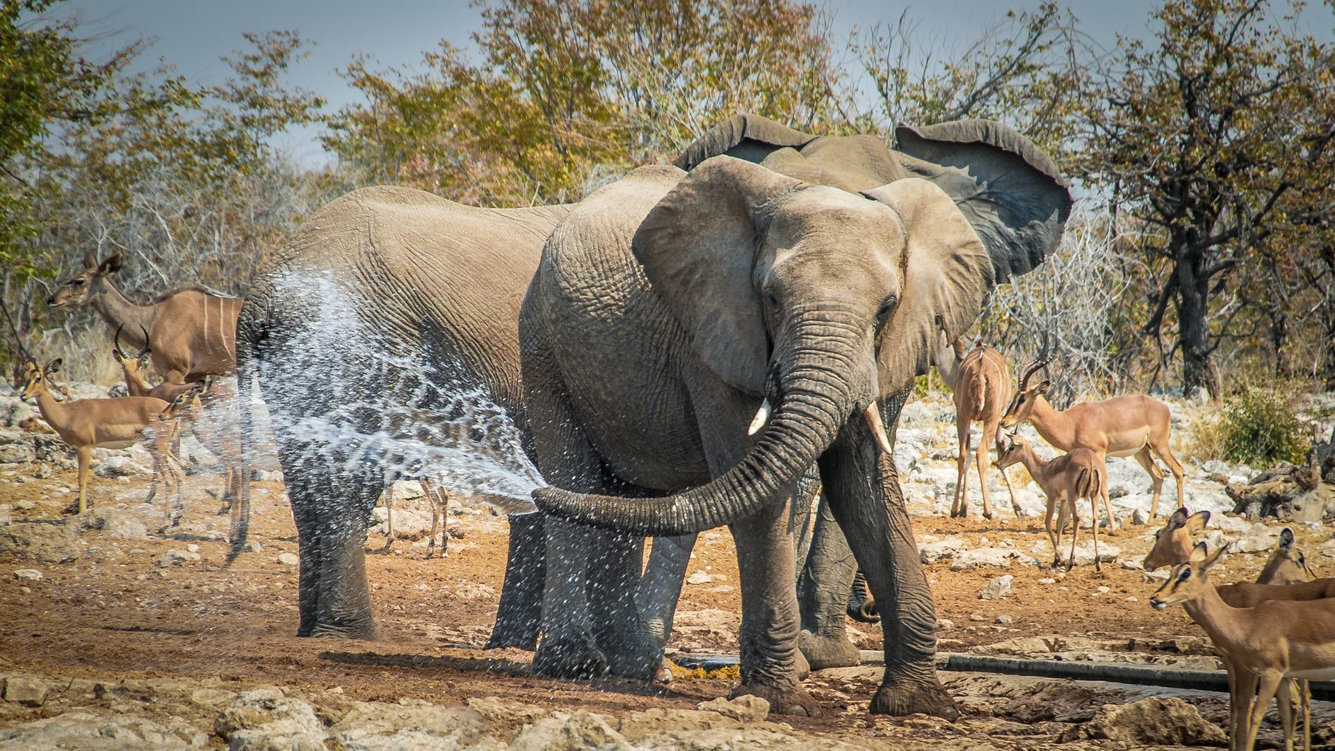 Elefanten spielen im Wasser mit ihrem Rüssel.