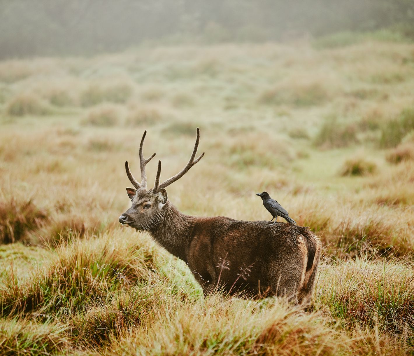 Reiten statt Fliegen