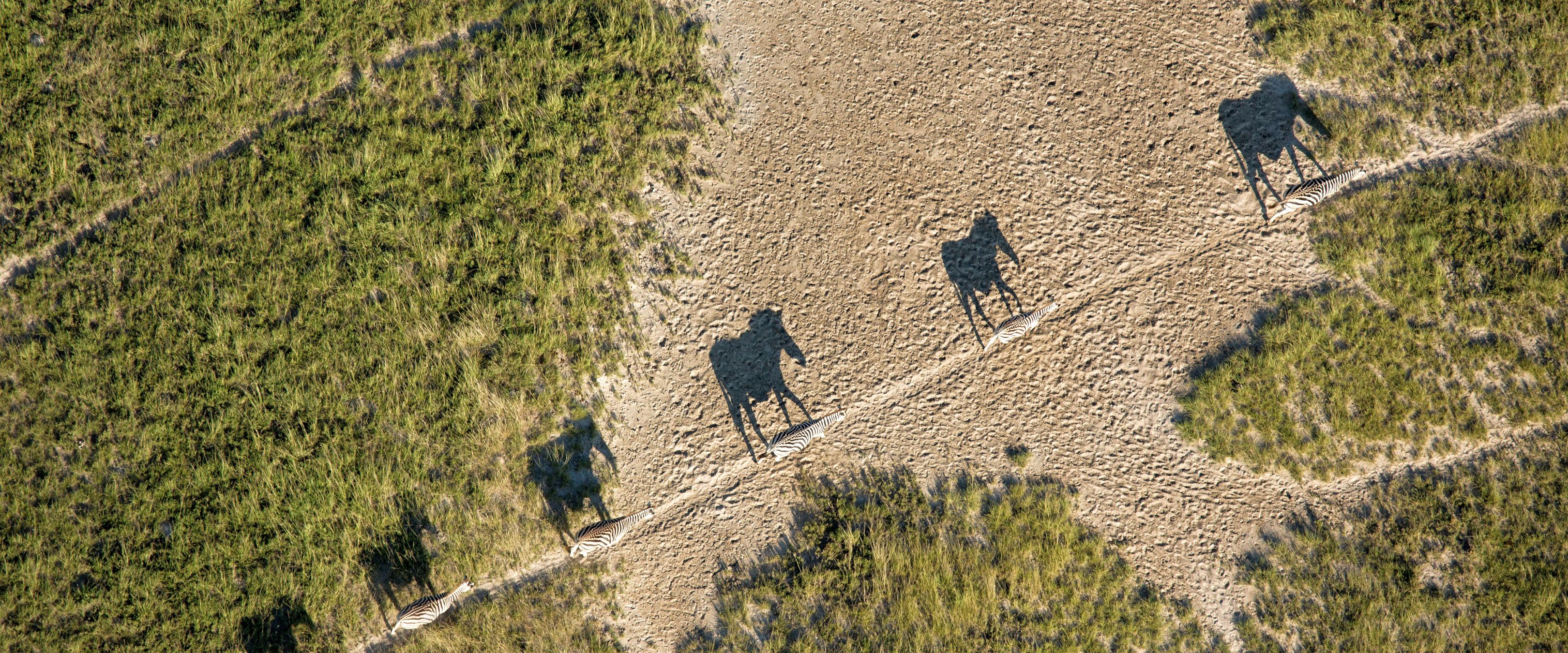 Schatten werfende Zebra-Familie aus der Luft