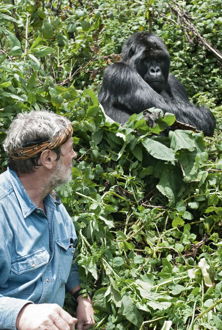Rencontre avec un gorille de montagne au Rwanda