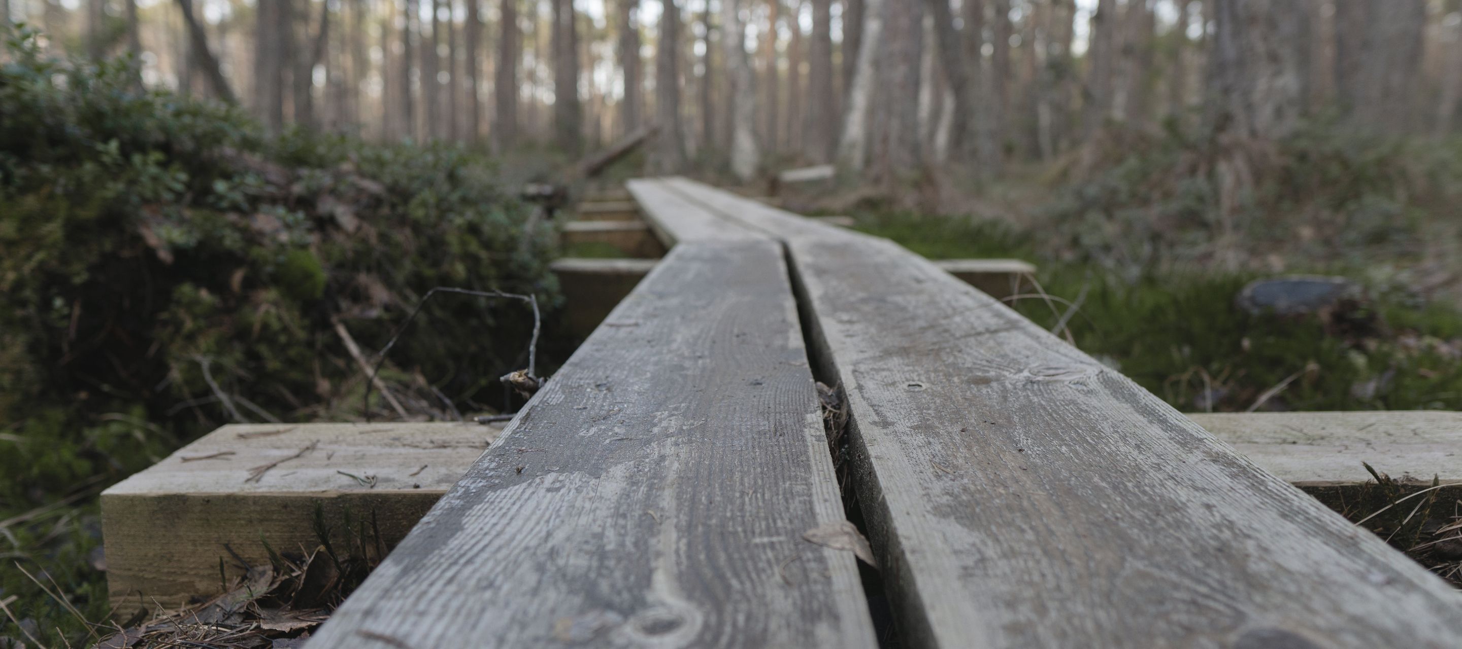 Holzpfad durch das Moor