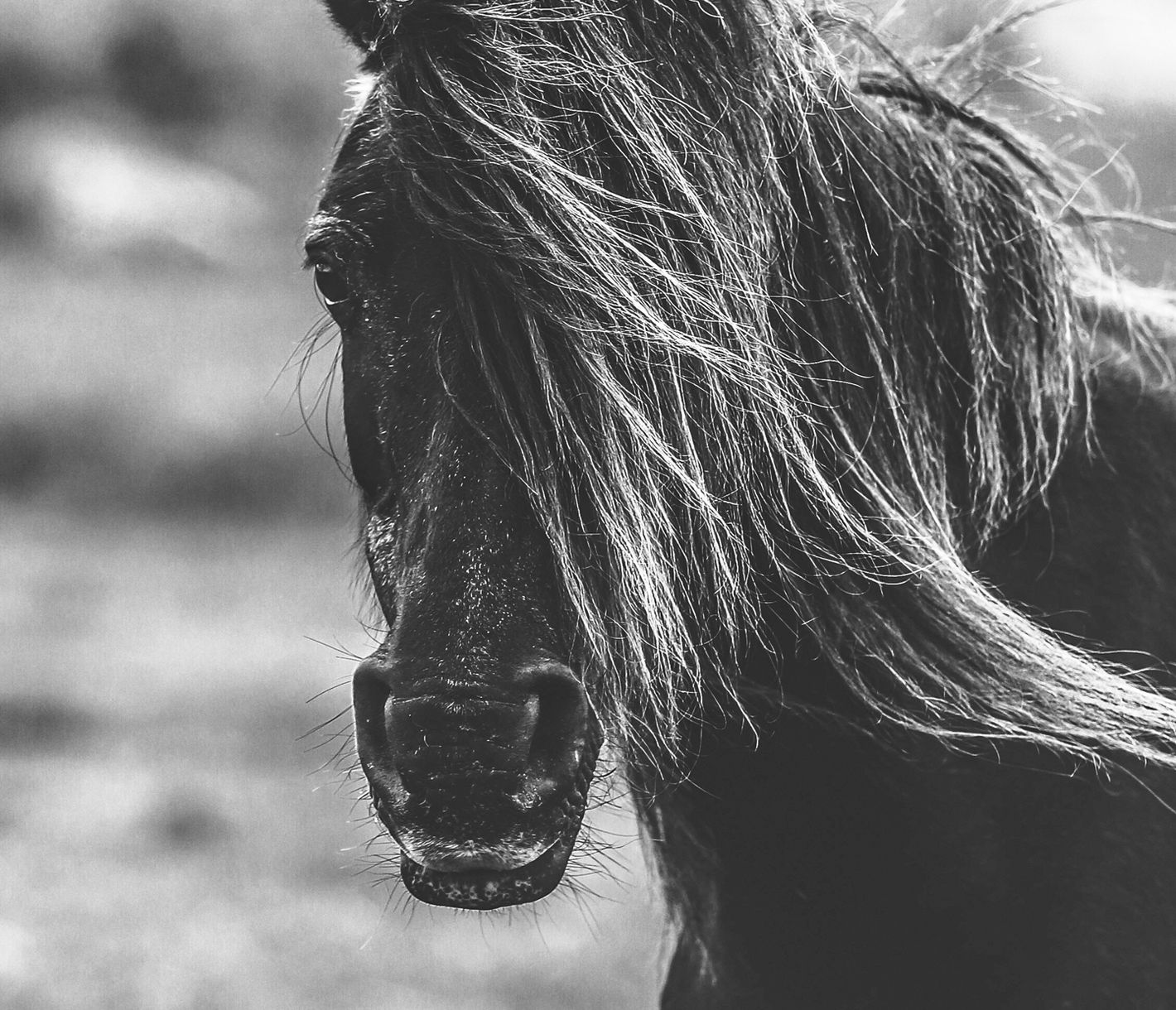 Scheue Bewacher des Nationalparks