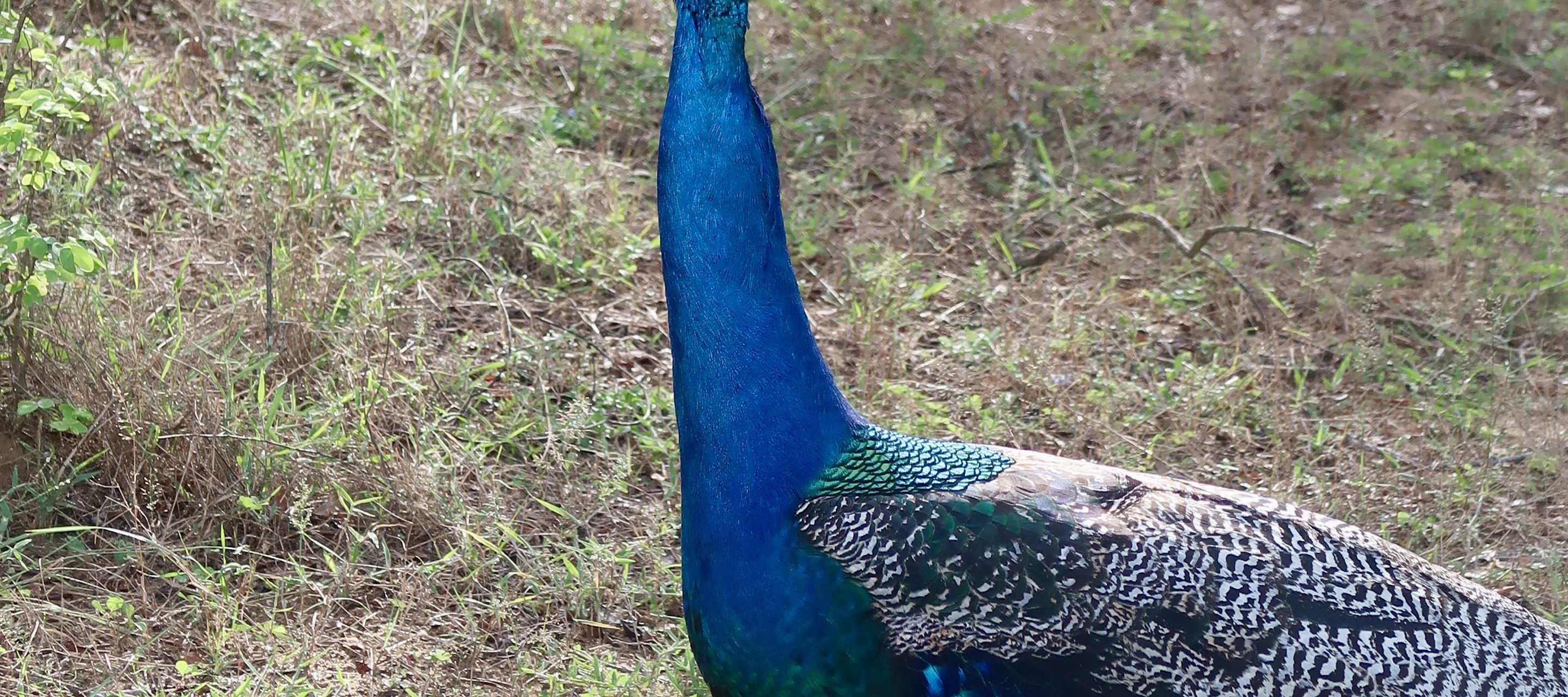 Pfau im Yala Nationalpark