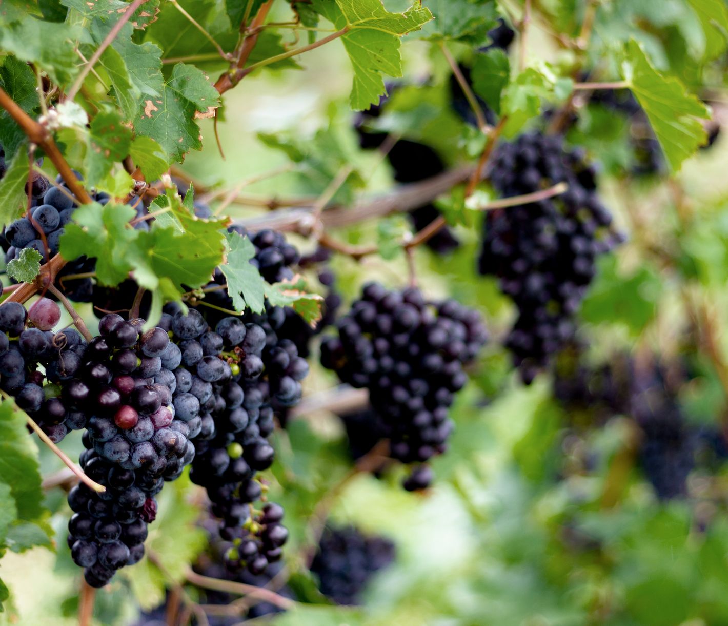 Auch eine Weindegustation in Watkins Glen steht auf dem Programm.