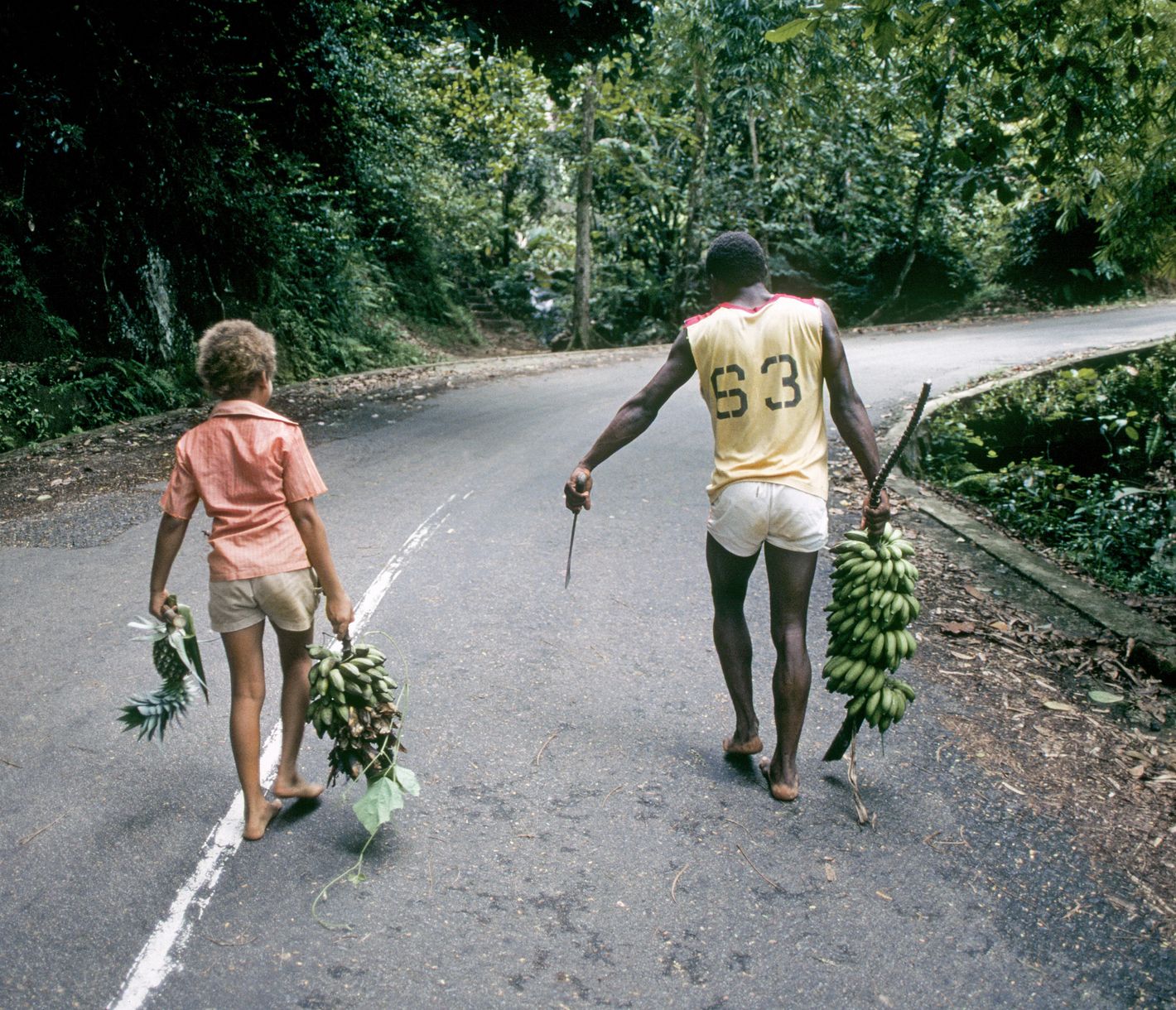 Naherholungs- und Kaffeeanbaugebiet in den Regenwäldern der Blue Mountains