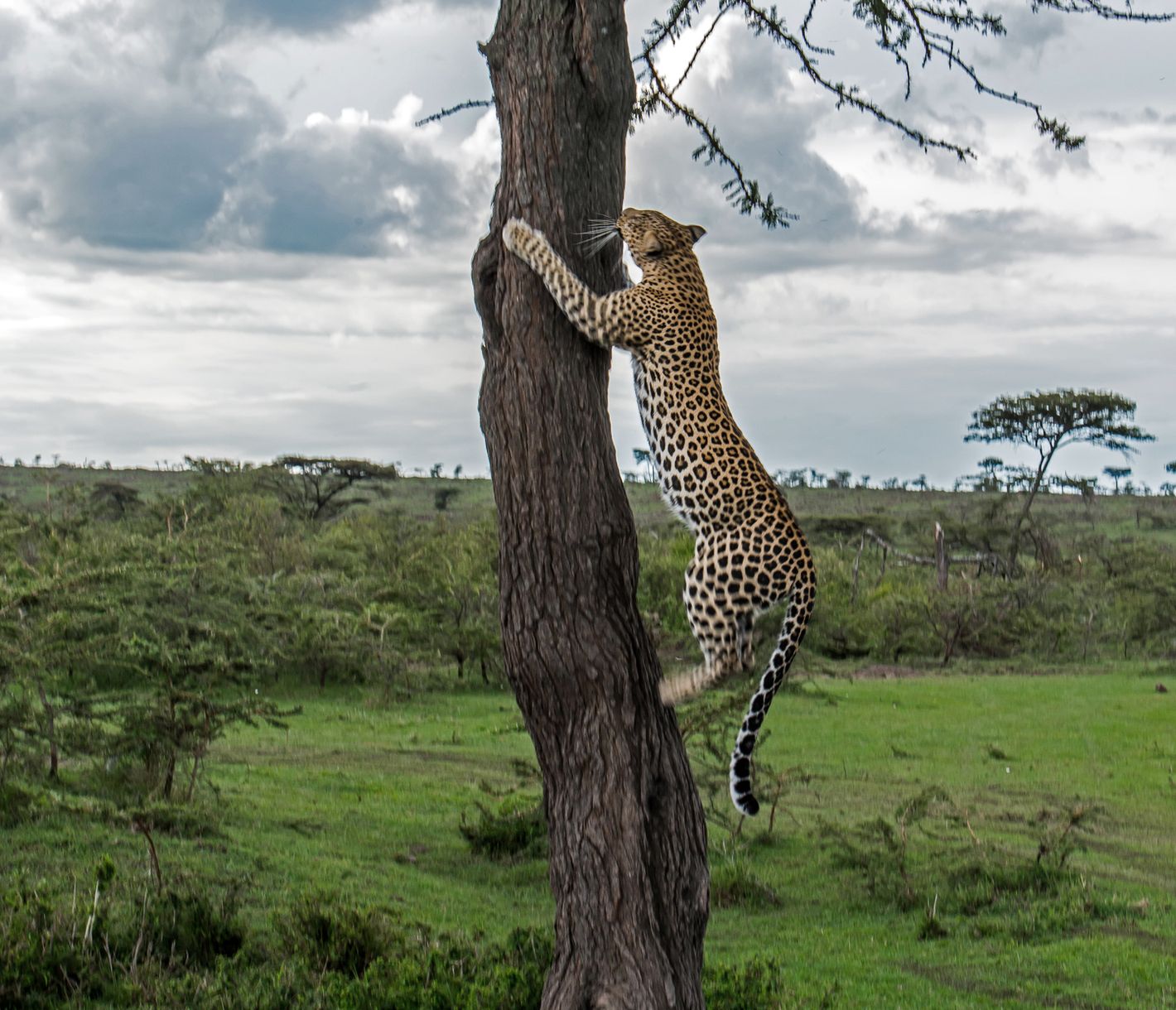 Dieser Leopard klettert auf einen Baum in der Olare Motorogi Conservancy, Masai Mara.