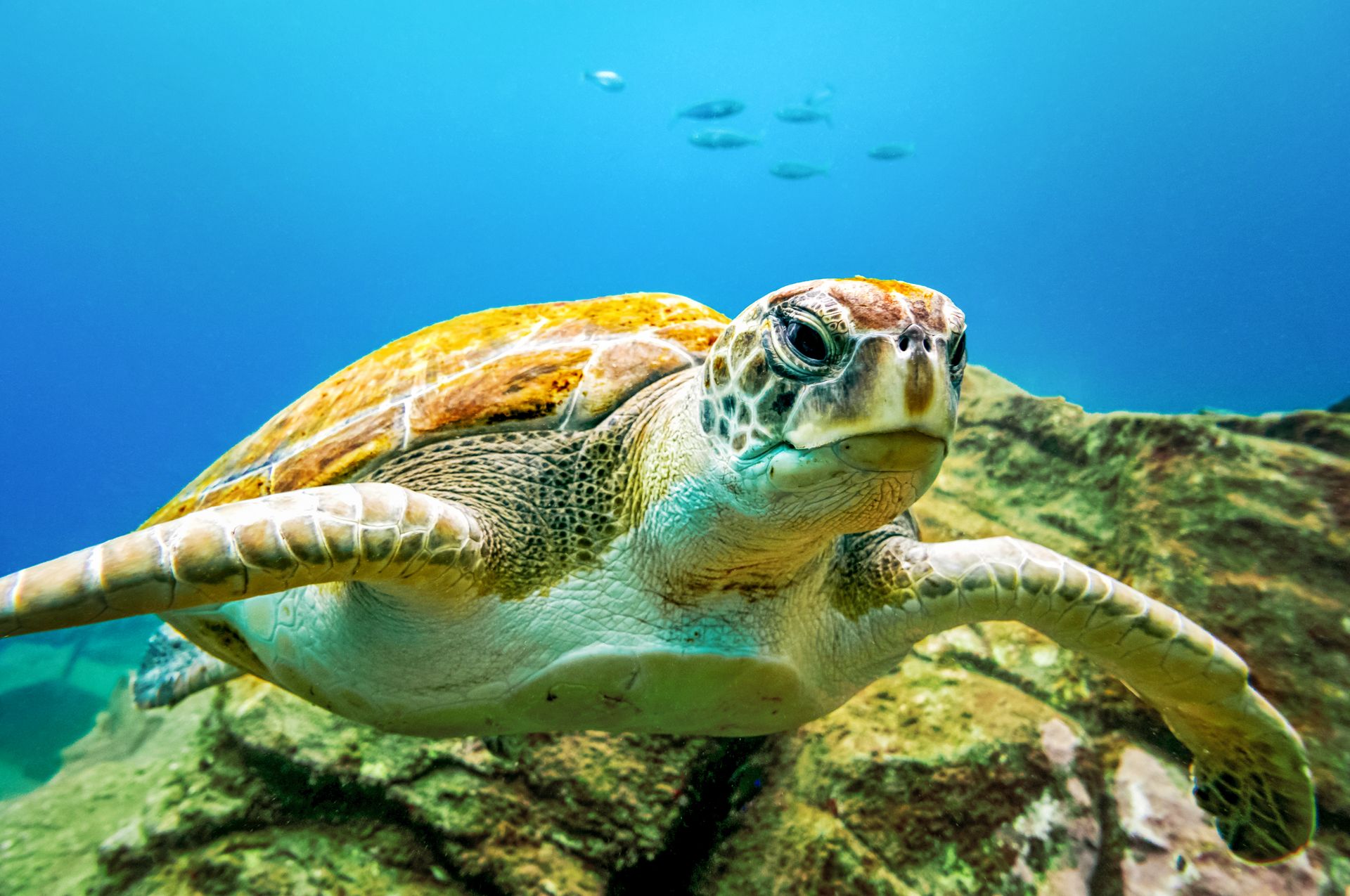 Unechte Karettschildkröte