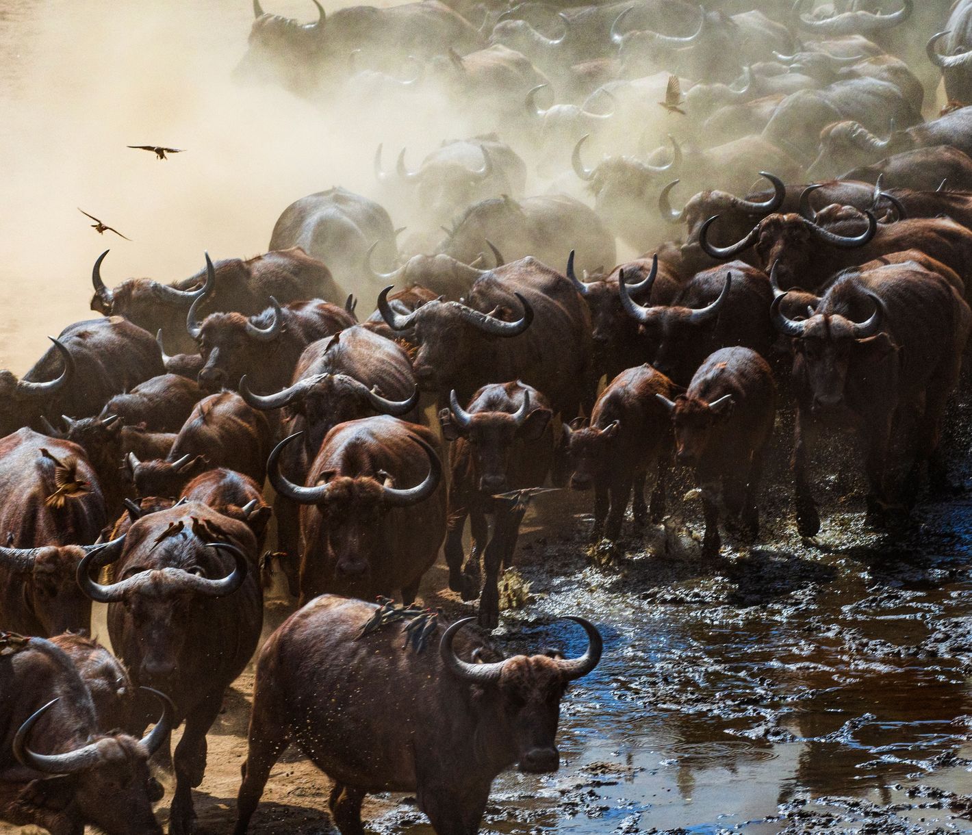 Un troupeau de buffles soulève de la poussière dans le Parc National de Mana Pools