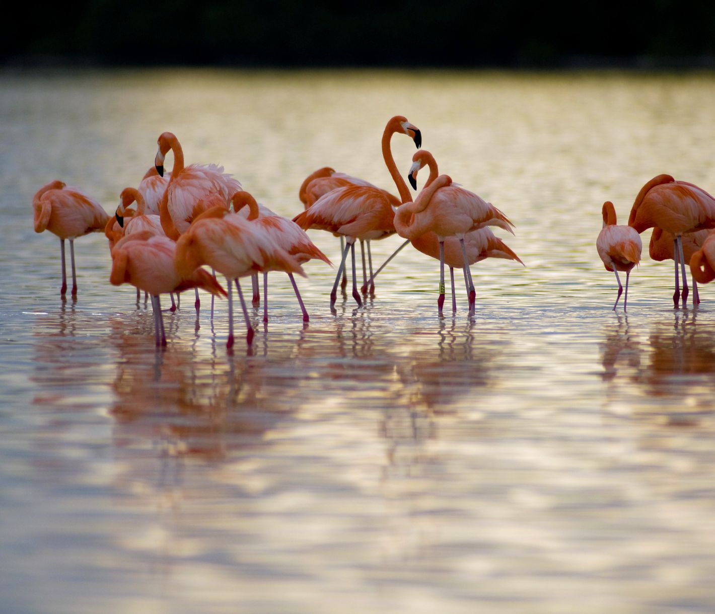 Flamingos im «Reserva de la Biosfera Ria Celestun» am Golf von Mexiko