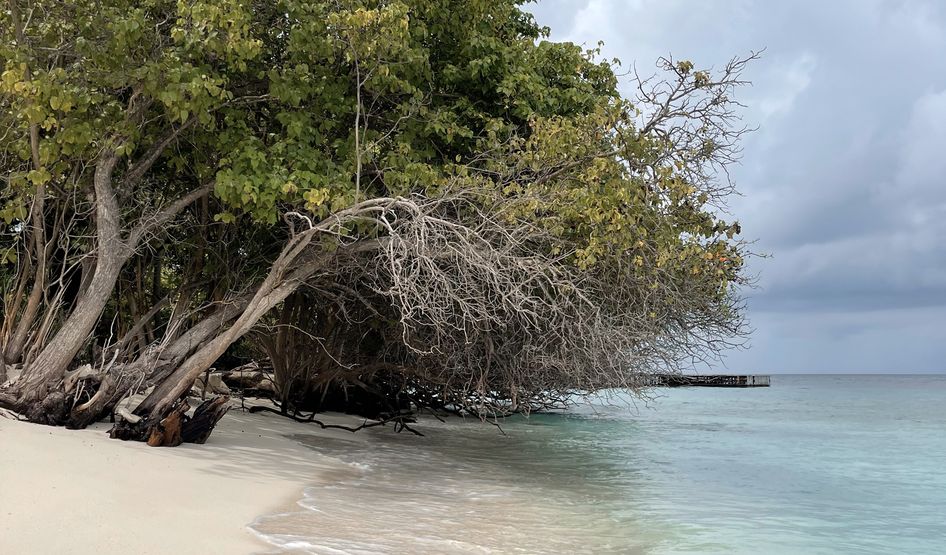 Mangrovenwälder im Baa Atoll