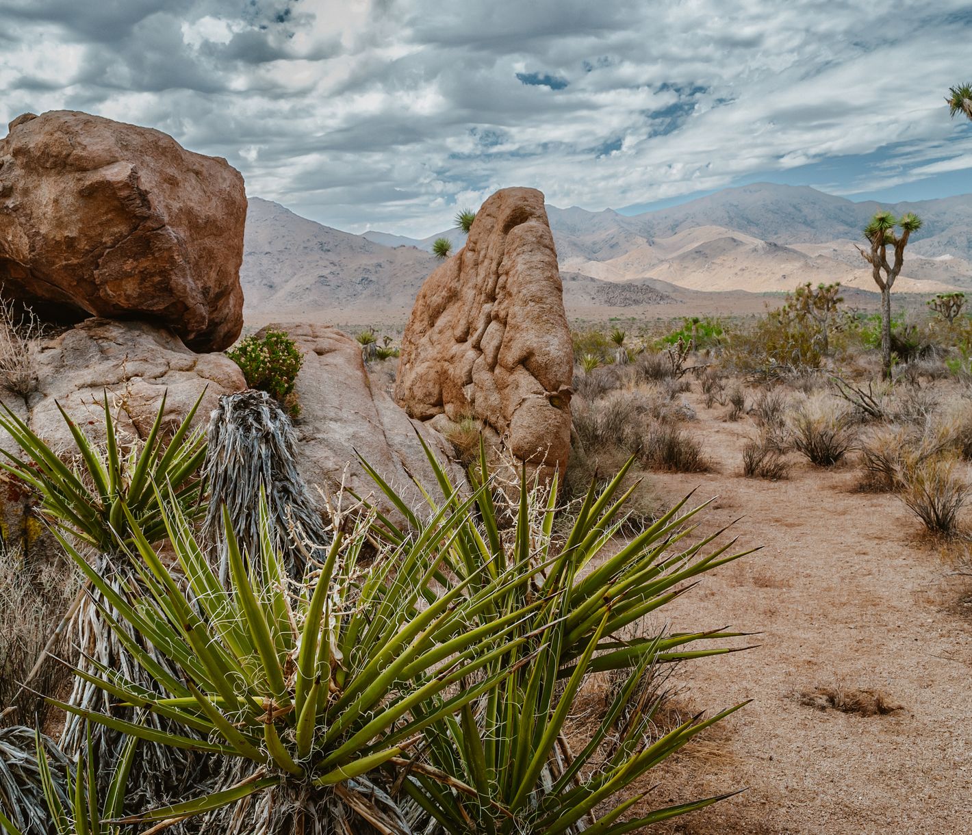 Der Joshua Tree National Park liegt an der Grenze zur Mojave- und Colorado-Wüste.