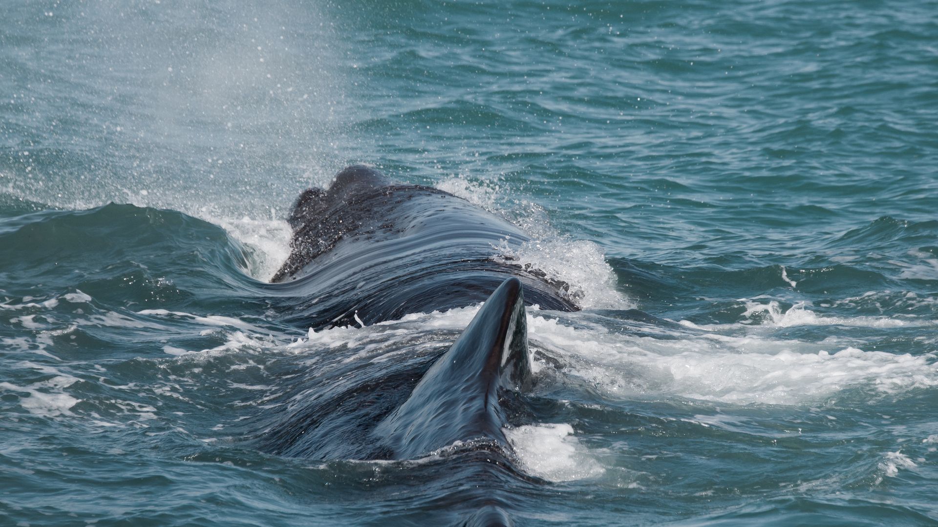 Whale Watching in Kaikoura