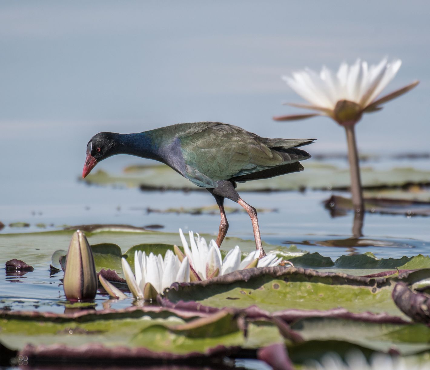 Ein Sultanshuhn steht auf einem Wasserlilienblatt