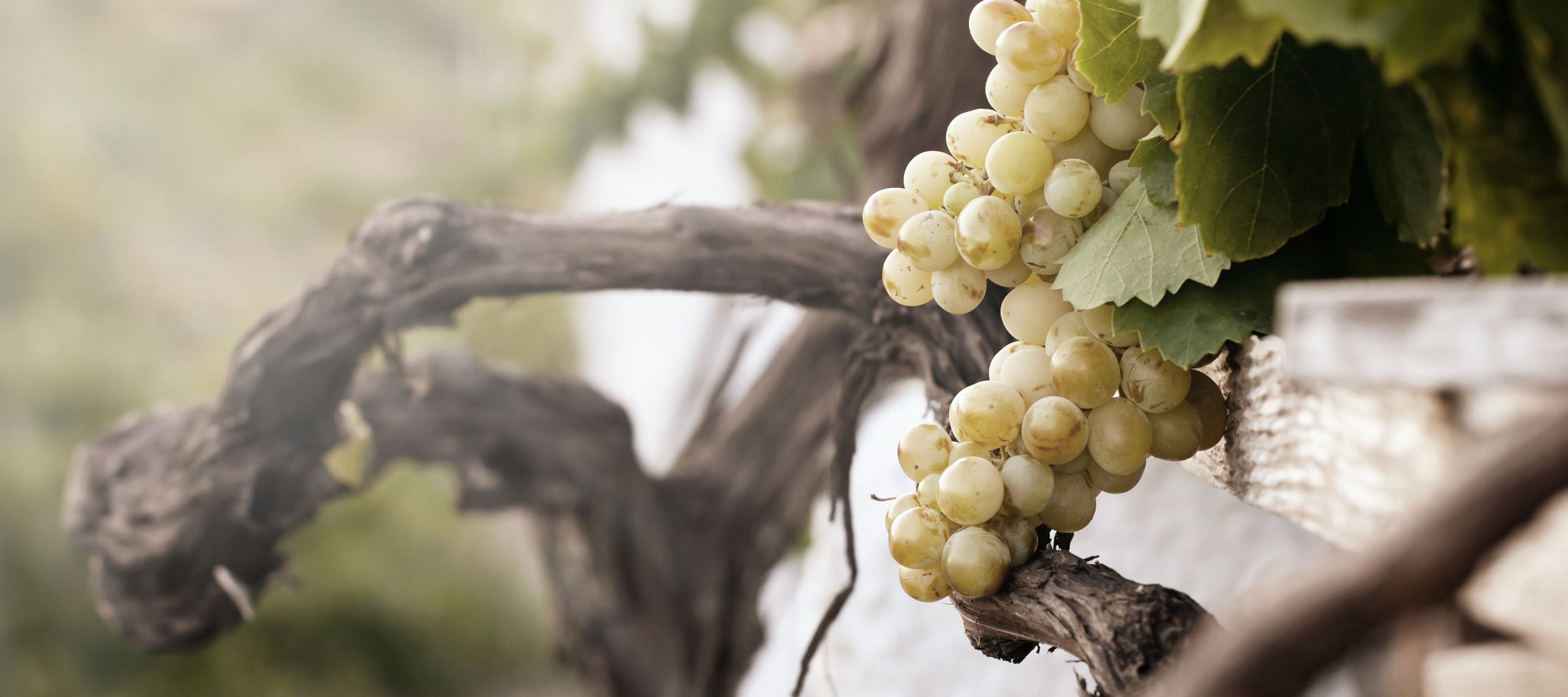 Weinmuseum in Santorini