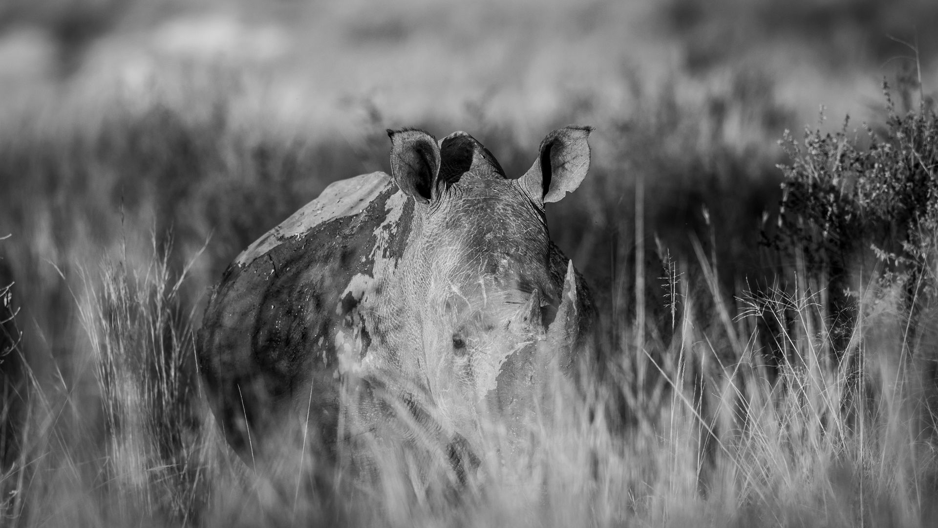 Un rhinocéros blanc derrière les herbes hautes en Afrique du Sud