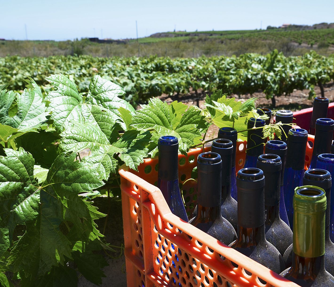 Weinanabau auf Teneriffa