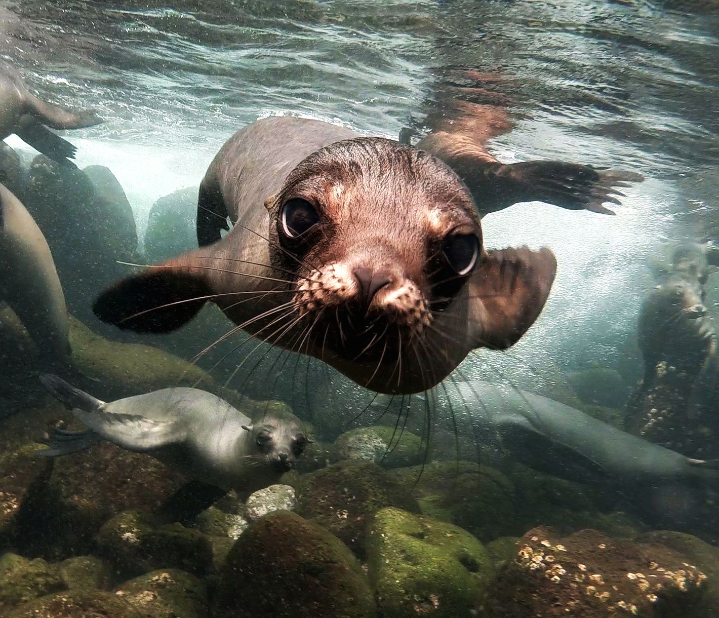 ...und Seelöwen unter Wasser