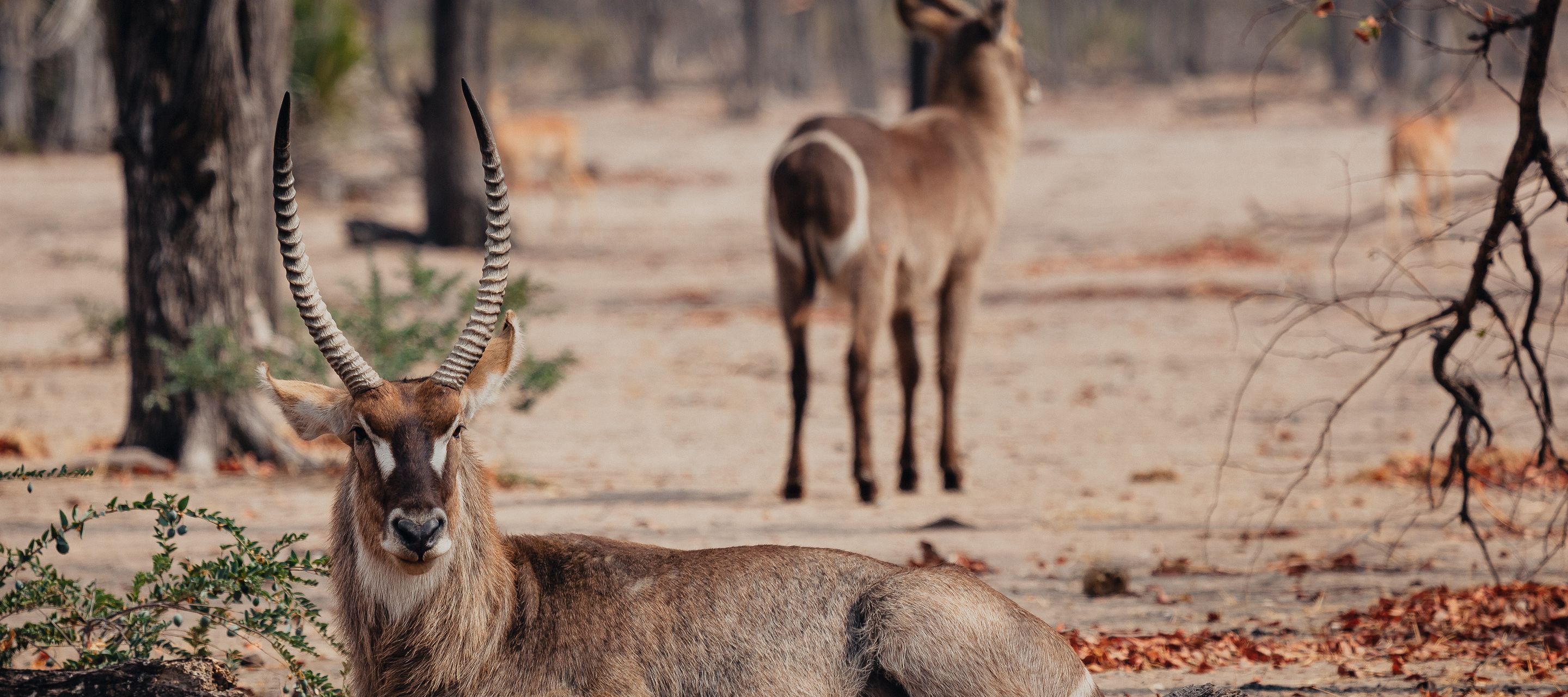 Liwonde zählt zu den schönsten Parks des Landes und rollt Ihnen mit seiner reichen Tierwelt den roten Teppich aus.