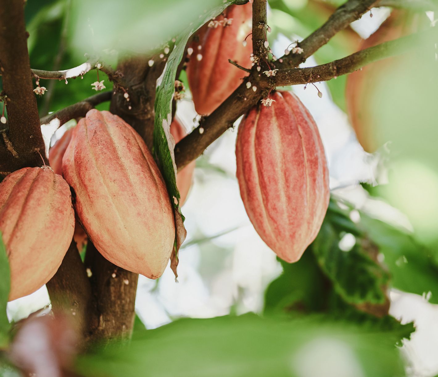 El Sendero del Cacao
