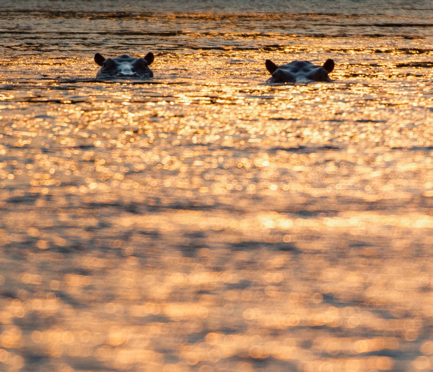 Bereits bei Sonnenaufgang begeben sich die Flusspferde ins Wasser.