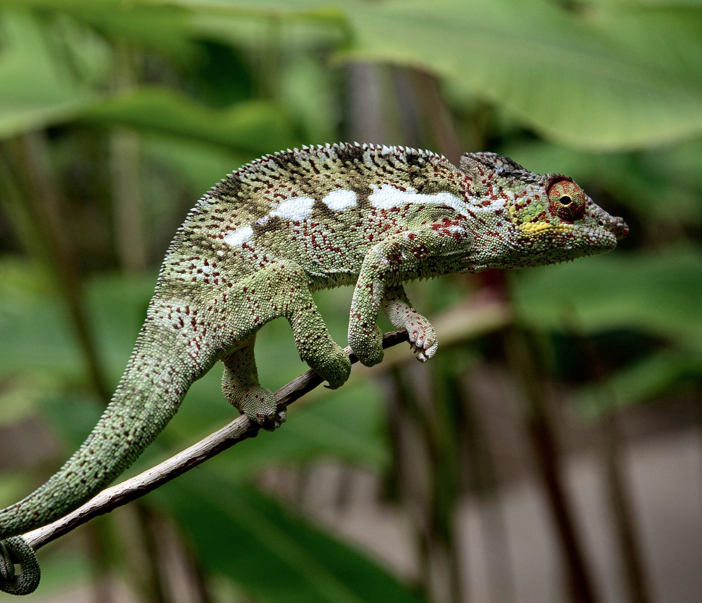 Männliches Chamäleon in einem botanischen Garten auf La Réunion