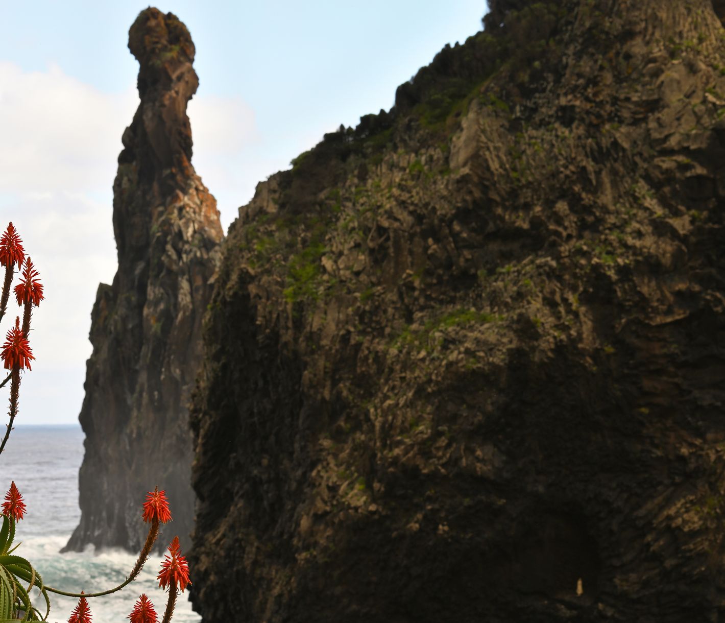 Aloe Vera dank mildem Klima