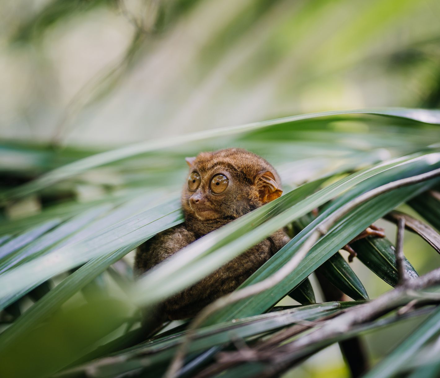 Ein ebenfalls einmaliges Erlebnis auf Bohol ist der Besuch bei den Tarsier-Mini-Äffchen.