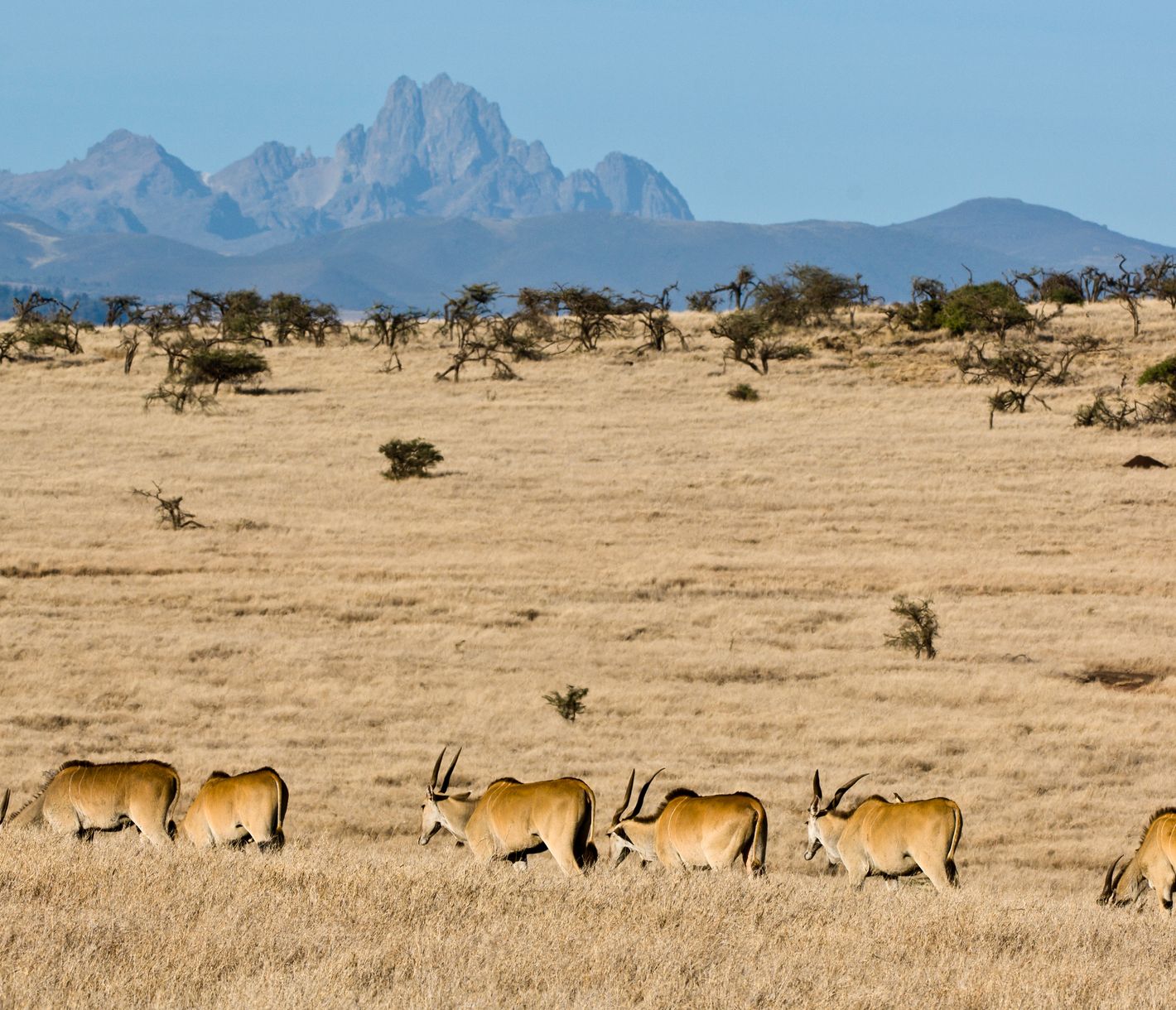 Elanantilopen mit dem Mount Kenya im Hintergrund