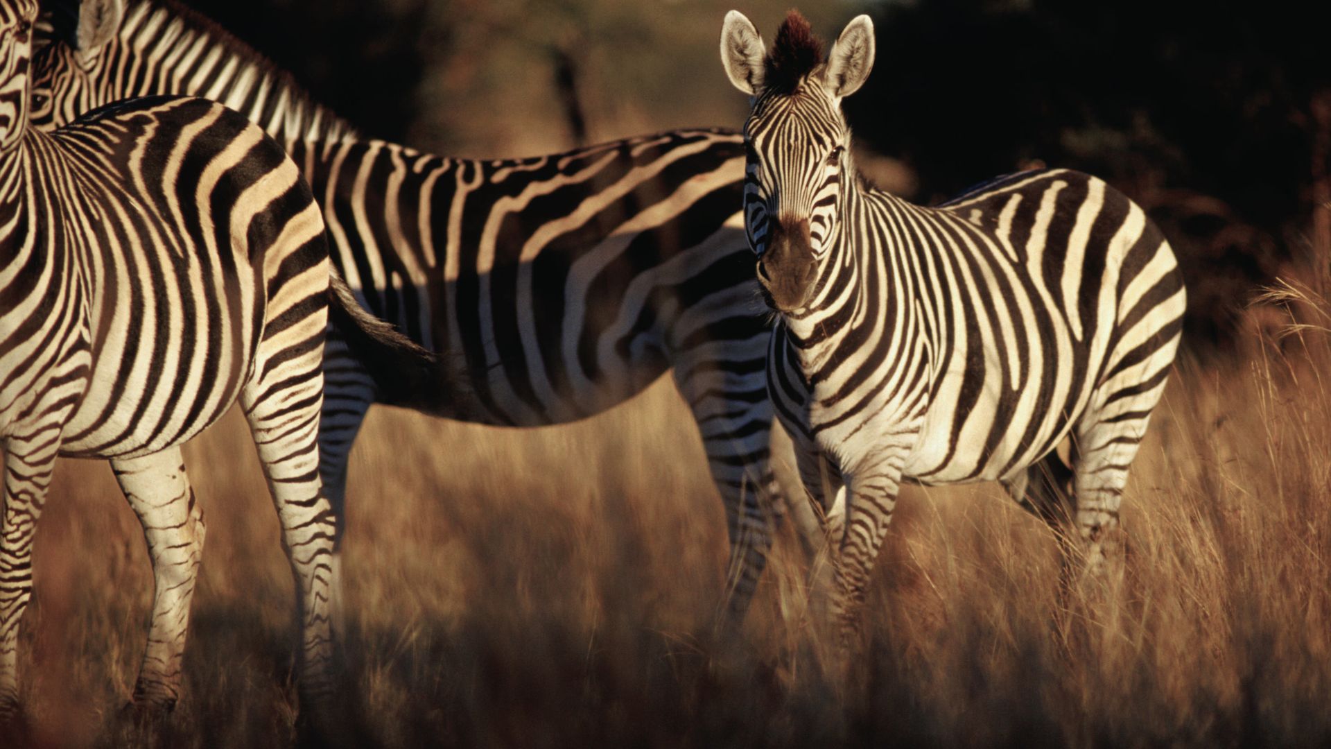 Burchell-Zebras bei Sonnenuntergang im Hwange-Nationalpark
