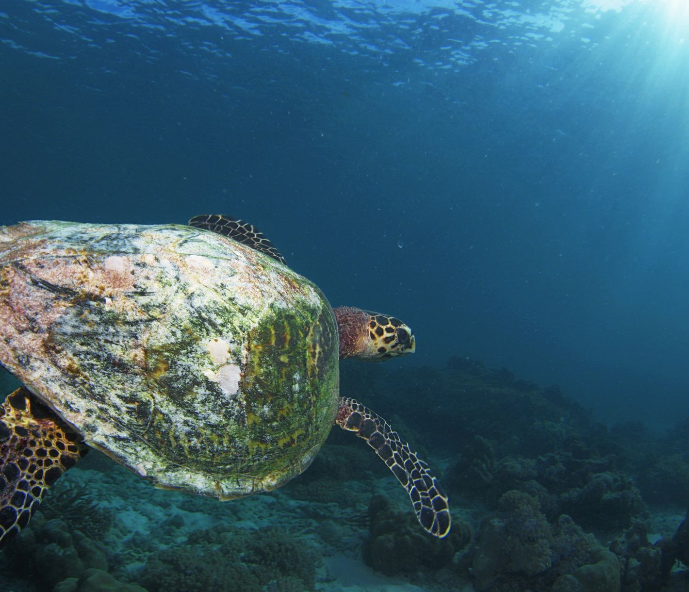 Eine Hawksbill-Schildkröte schwebt elegant im Meer.